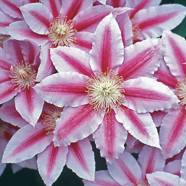 Клематис крупноцветковый Биз Джубили фото 1 